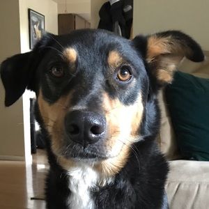 Meet your Posher, Jeanine